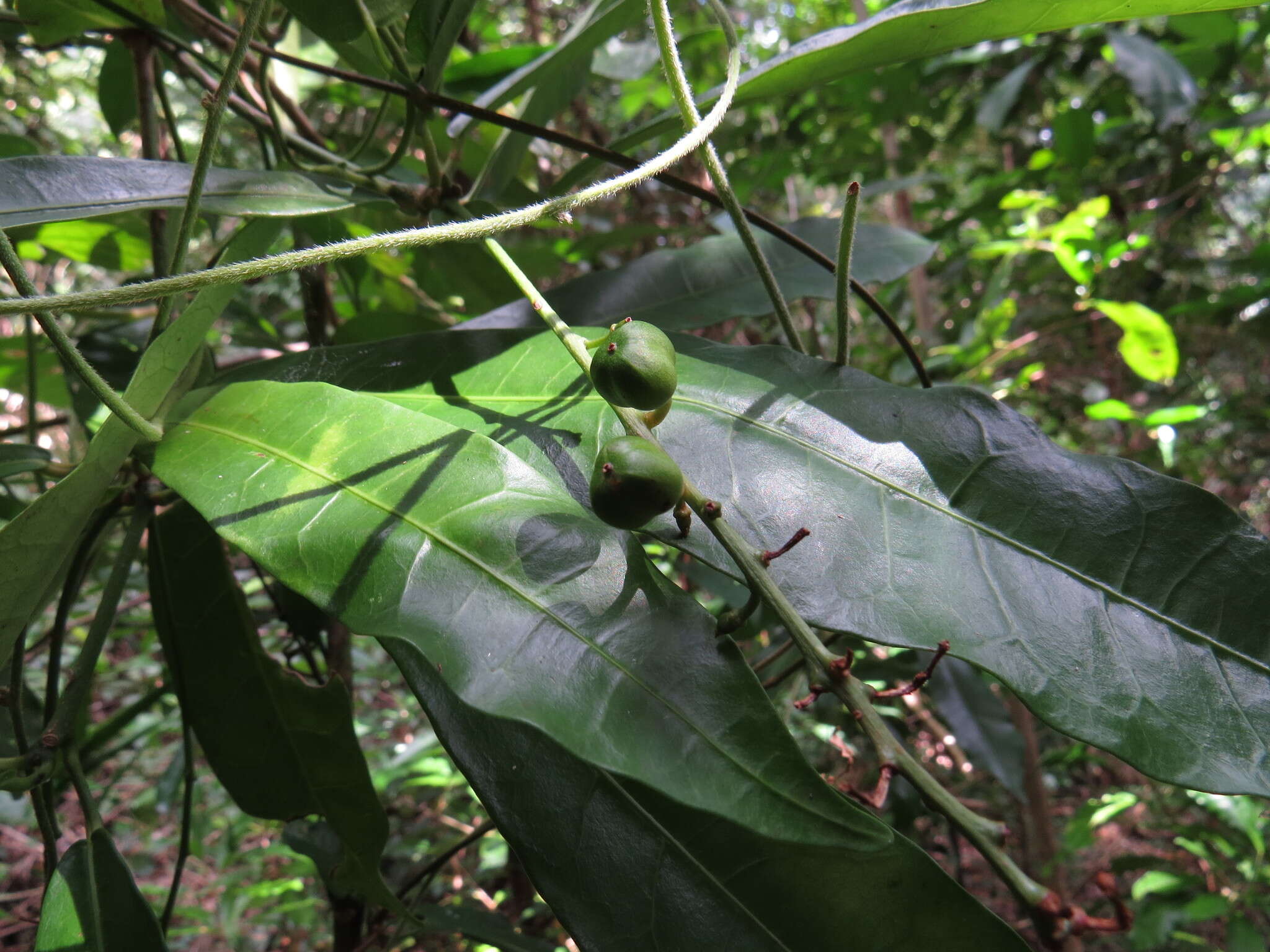 Image of Codiaeum variegatum var. variegatum