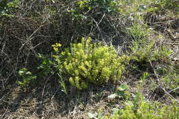 Image of Cruciata taurica (Pall. ex Willd.) Ehrend.