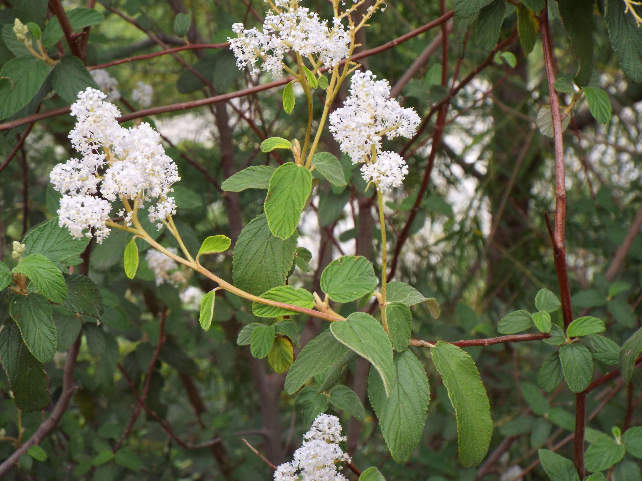 Image of Ceanothus caeruleus Lag.