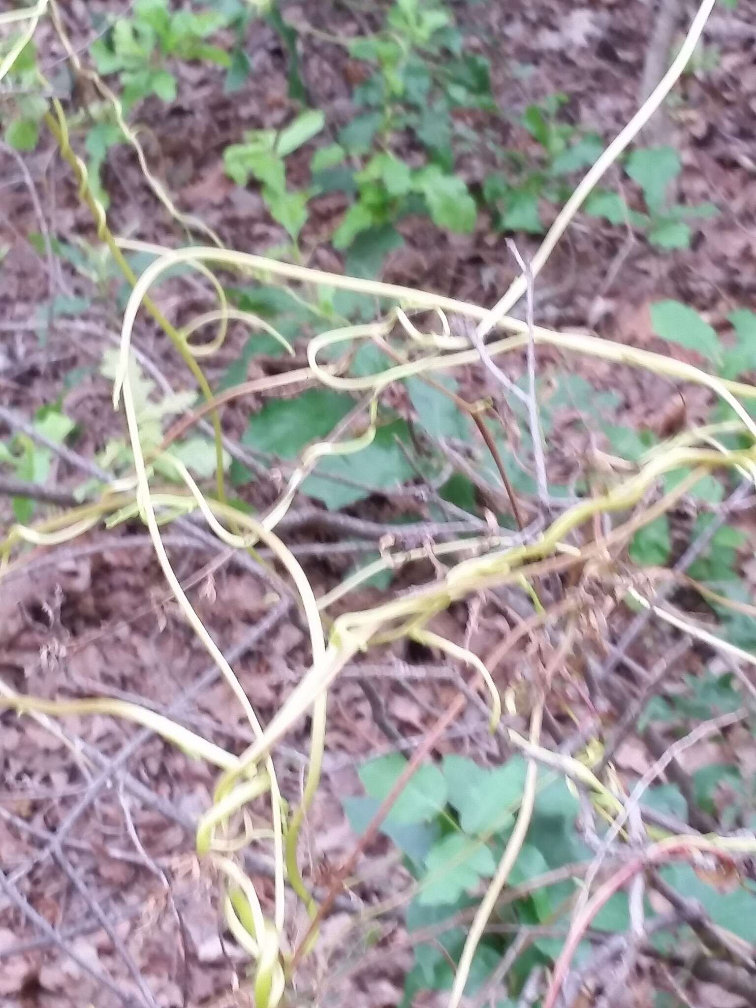 Image of tall dodder