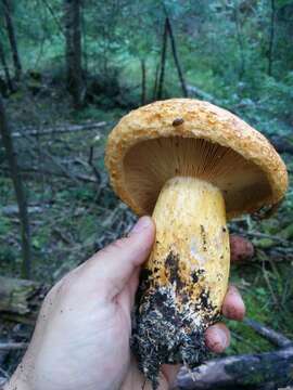 Image of Lactarius repraesentaneus Britzelm. 1885