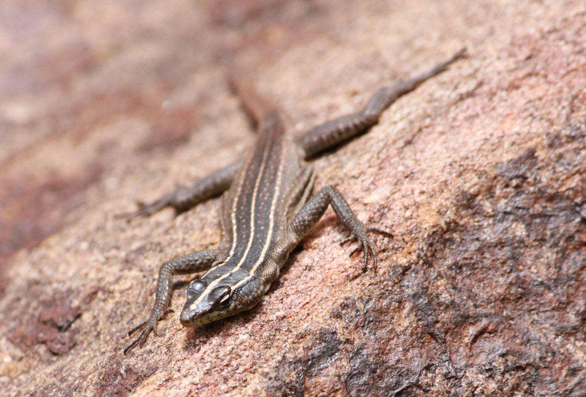 Image of Transvaal Flat Lizard