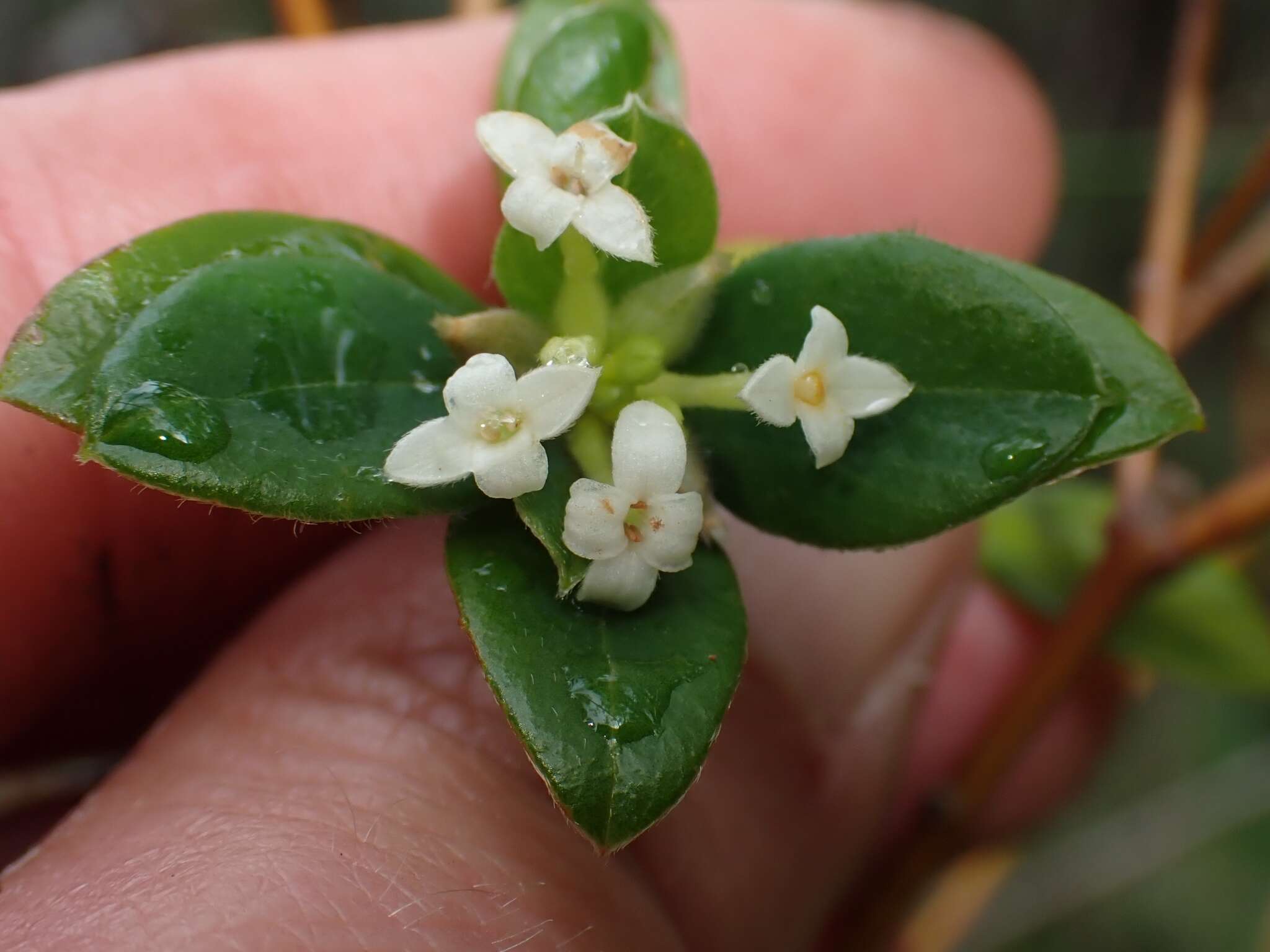 صورة Pimelea latifolia subsp. altior (F. Müll.) Threlfall