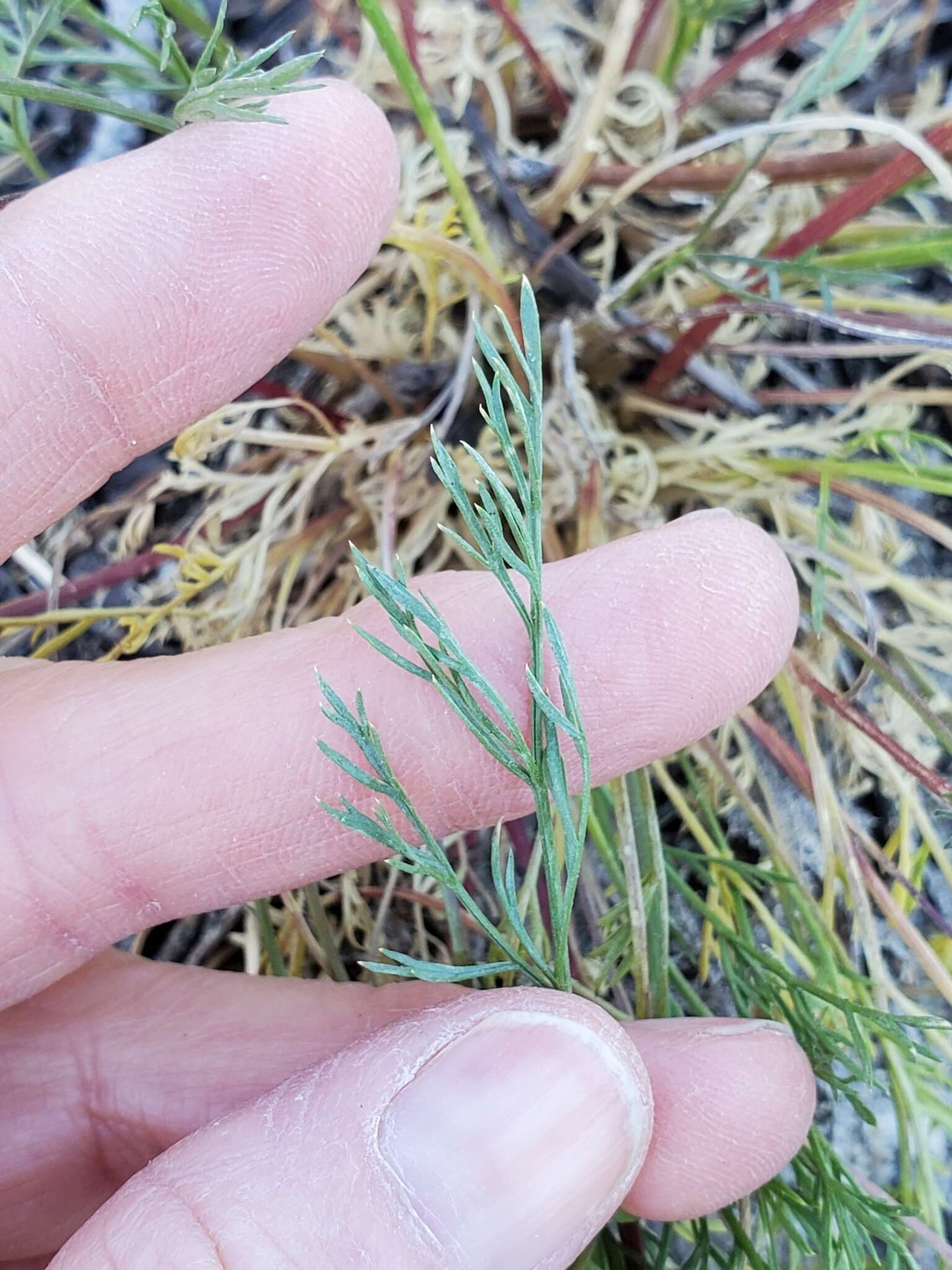 Lomatium torreyi (Coult. & Rose) Coult. & Rose的圖片