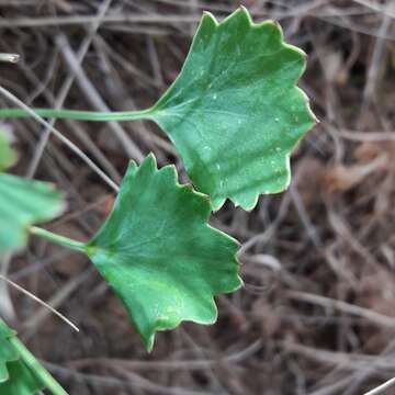 Image of Asteriscium chilense Cham. & Schltdl.