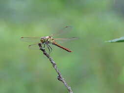 Image de Sympetrum frequens (Selys 1883)