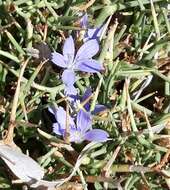 Image of Cichorium spinosum L.