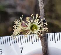 Image of Eucalyptus ligustrina A. Cunn. ex DC.