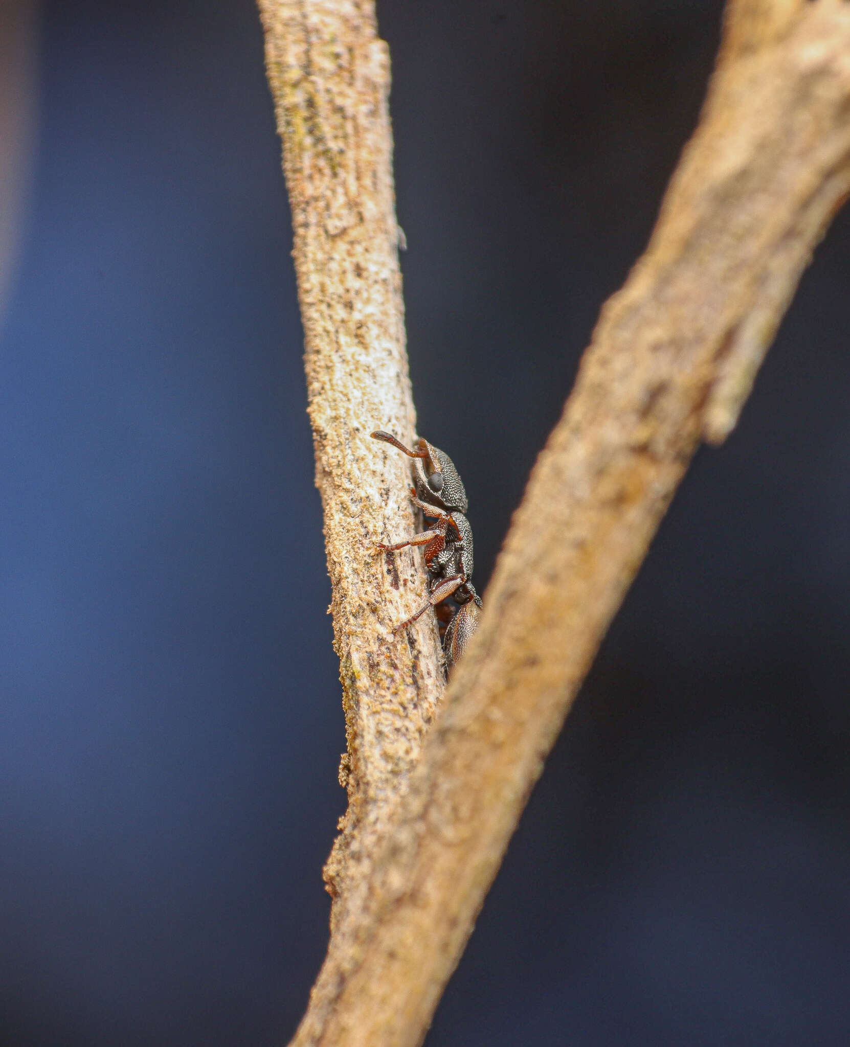 Cephalotes kukulcan Snelling 1999 resmi