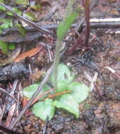 Image of Snail greenhood