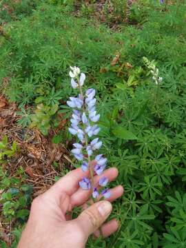 صورة Lupinus perennis subsp. gracilis (Nutt.) D. B. Dunn