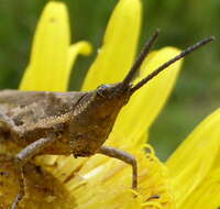 Image of Pyrgomorpha (Phymelloides) granulata Stål 1875