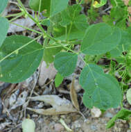 صورة Desmodium procumbens var. neomexicanum