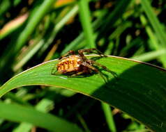 Image of Arabesque Orbweaver