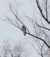 Image of Ural Owl