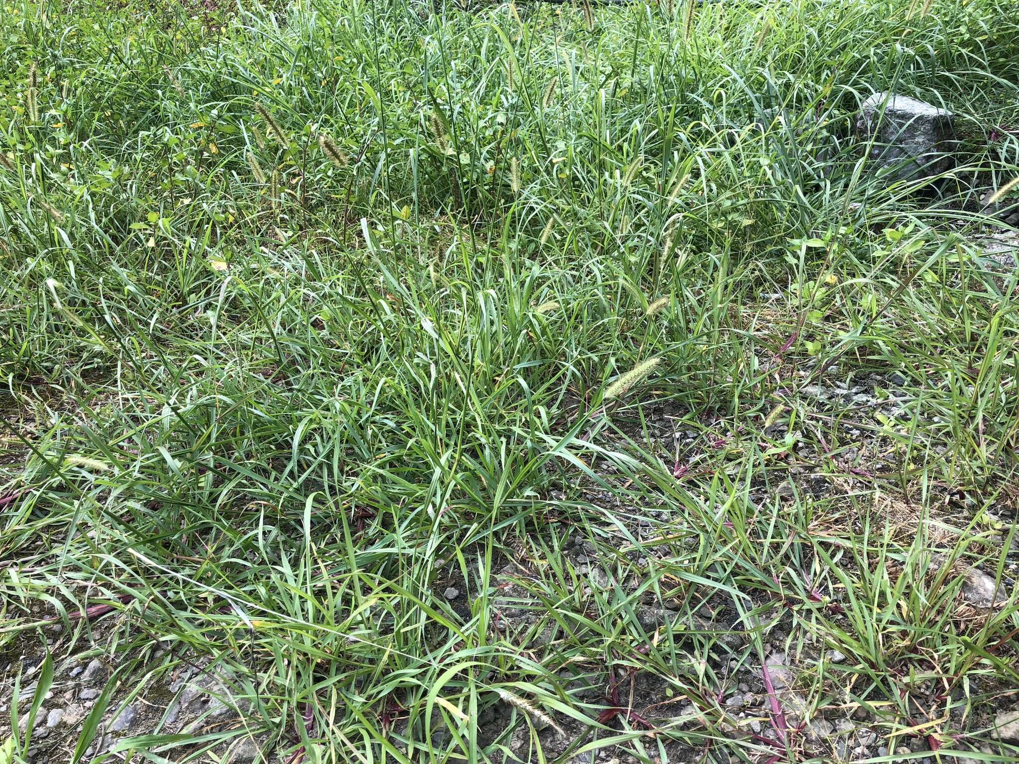 Image of Setaria pumila subsp. pallide-fusca (Schumach.) B. K. Simon