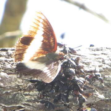 Charaxes brutus natalensis Staudinger 1886的圖片