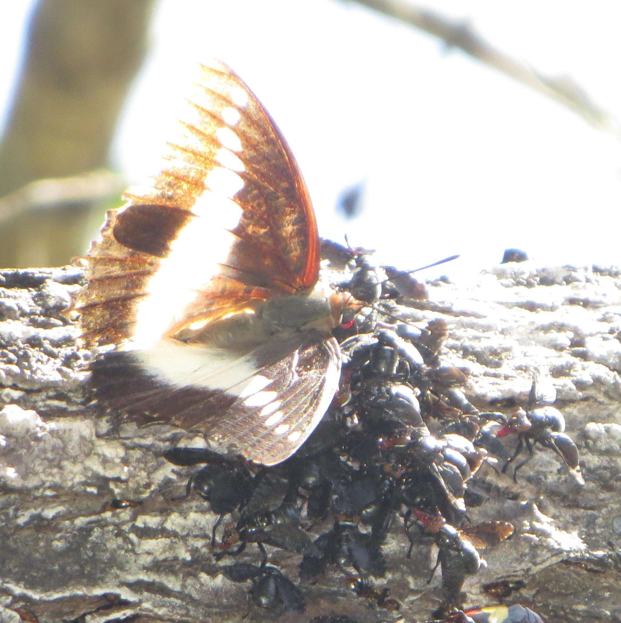 Imagem de Charaxes brutus natalensis Staudinger 1886