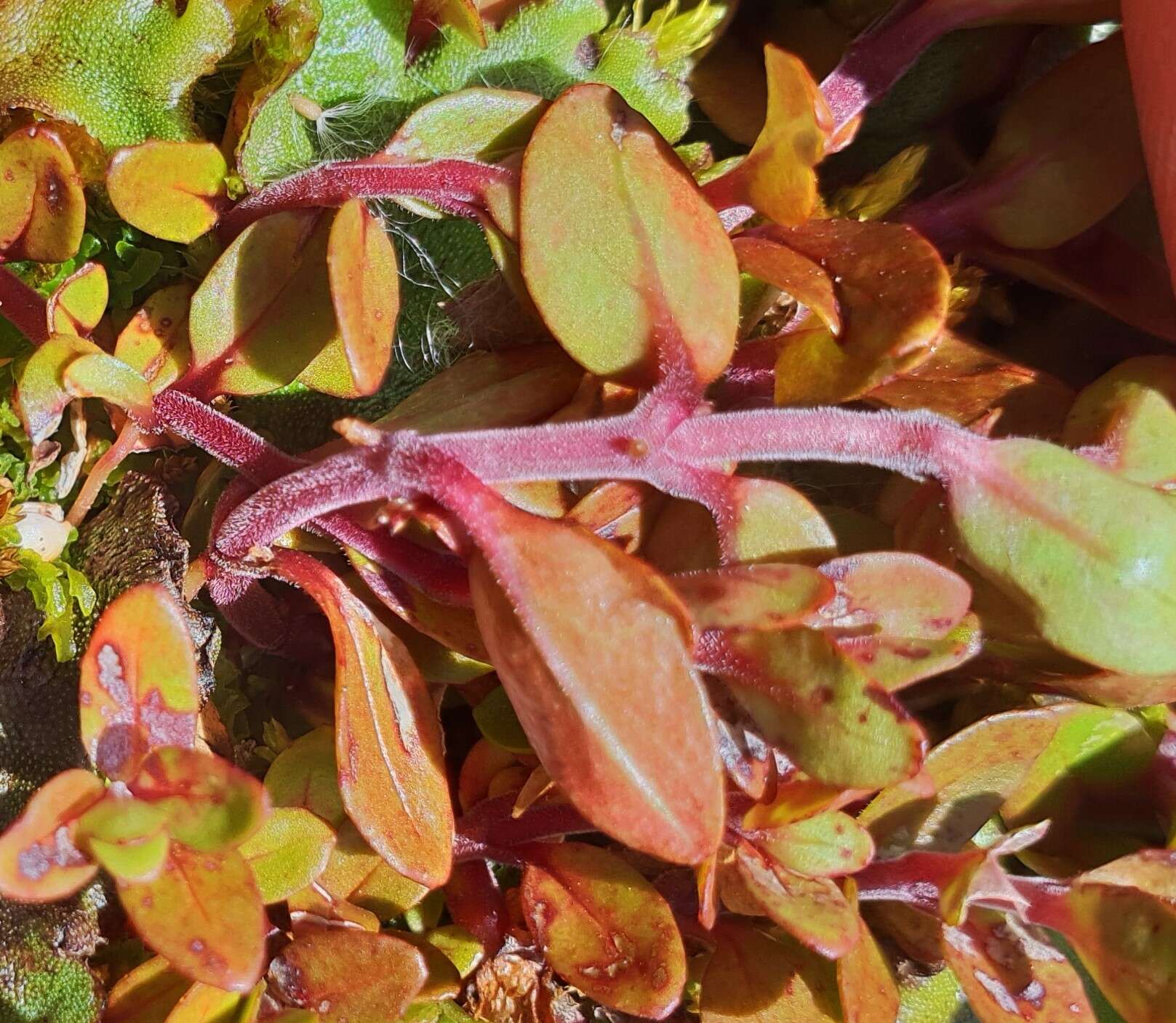 Image of Epilobium macropus Hook.