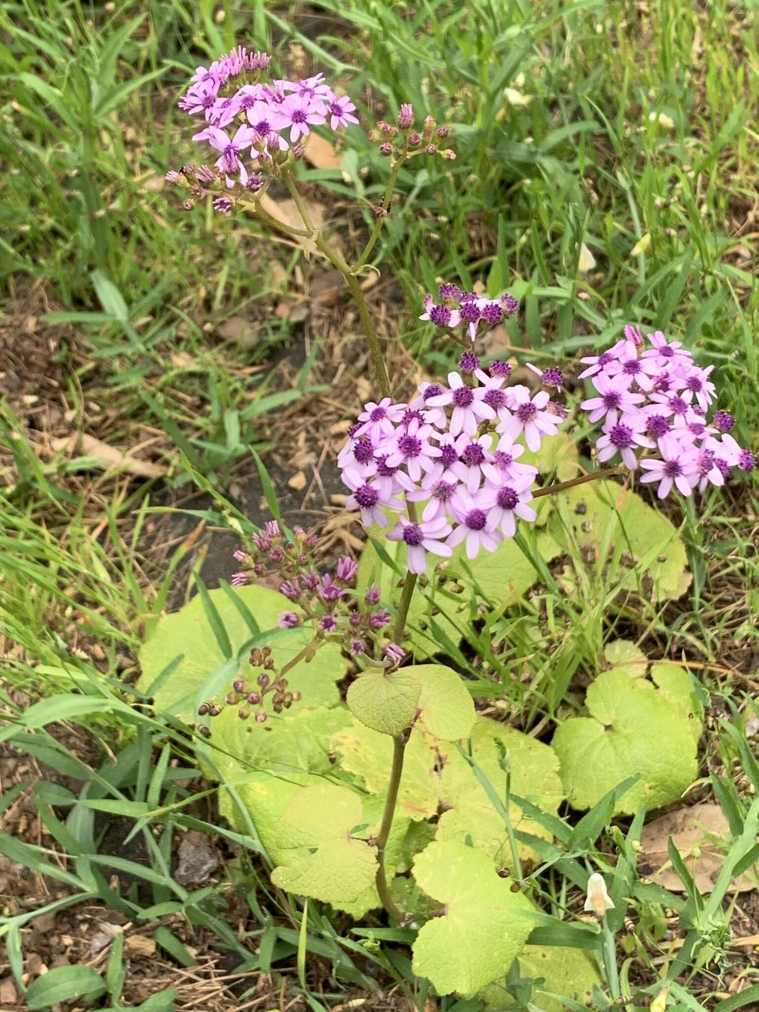 Plancia ëd Pericallis papyracea (DC.) B. Nord.