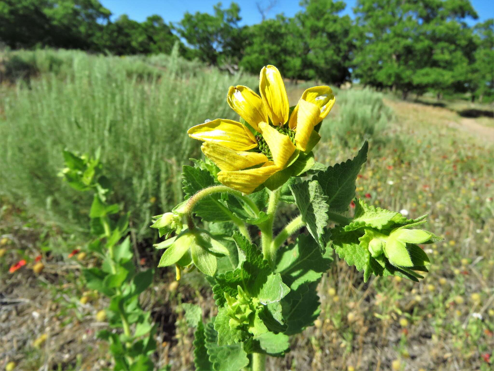 Image of Texas greeneyes