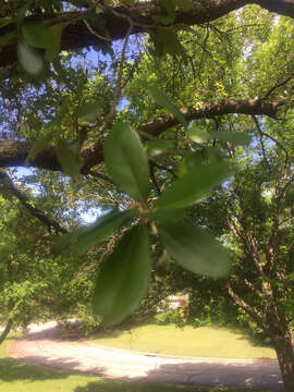 Imagem de Quercus fusiformis Small