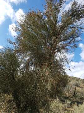 Image of crucifixion thorn