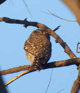 Image of Glaucidium perlatum licua (Lichtenstein & Mhk 1842)