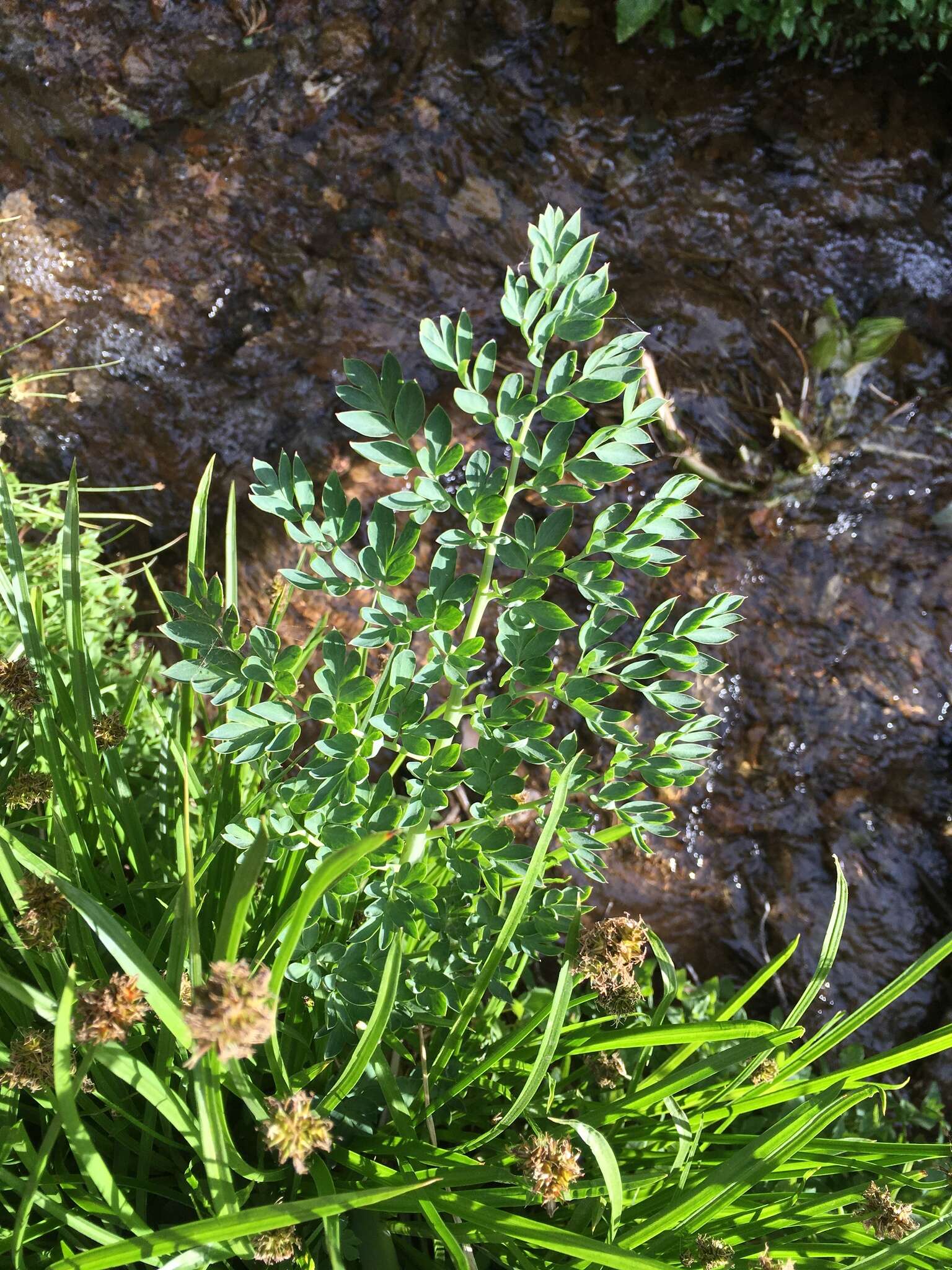 Image de Corydalis caseana A. Gray