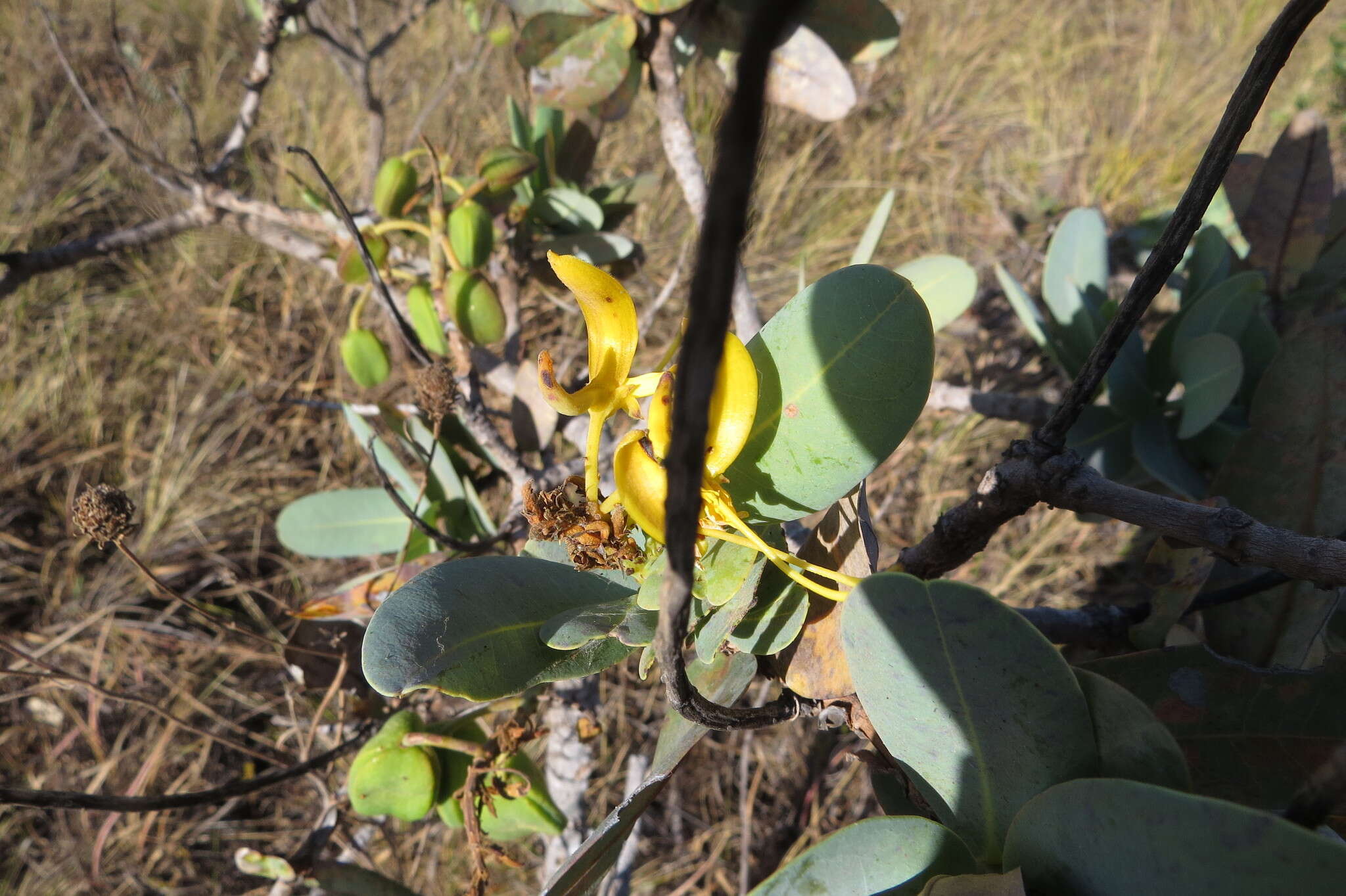 Image of Vochysia elliptica Mart.