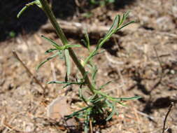 Image of sticky snakeweed