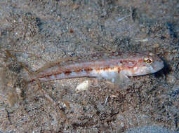 Image of Roule's Goby