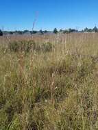 Image of splitbeard bluestem