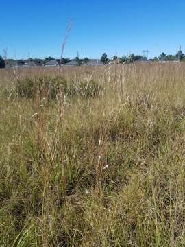 Image of splitbeard bluestem