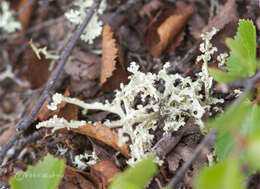 Image of Curled Snow Lichen