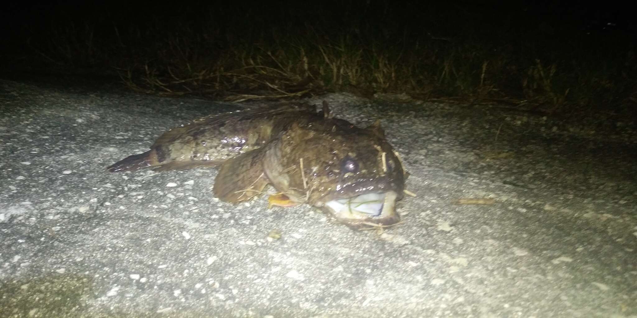 Image of Gulf Toadfish