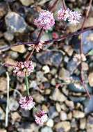 Image of goldencarpet buckwheat