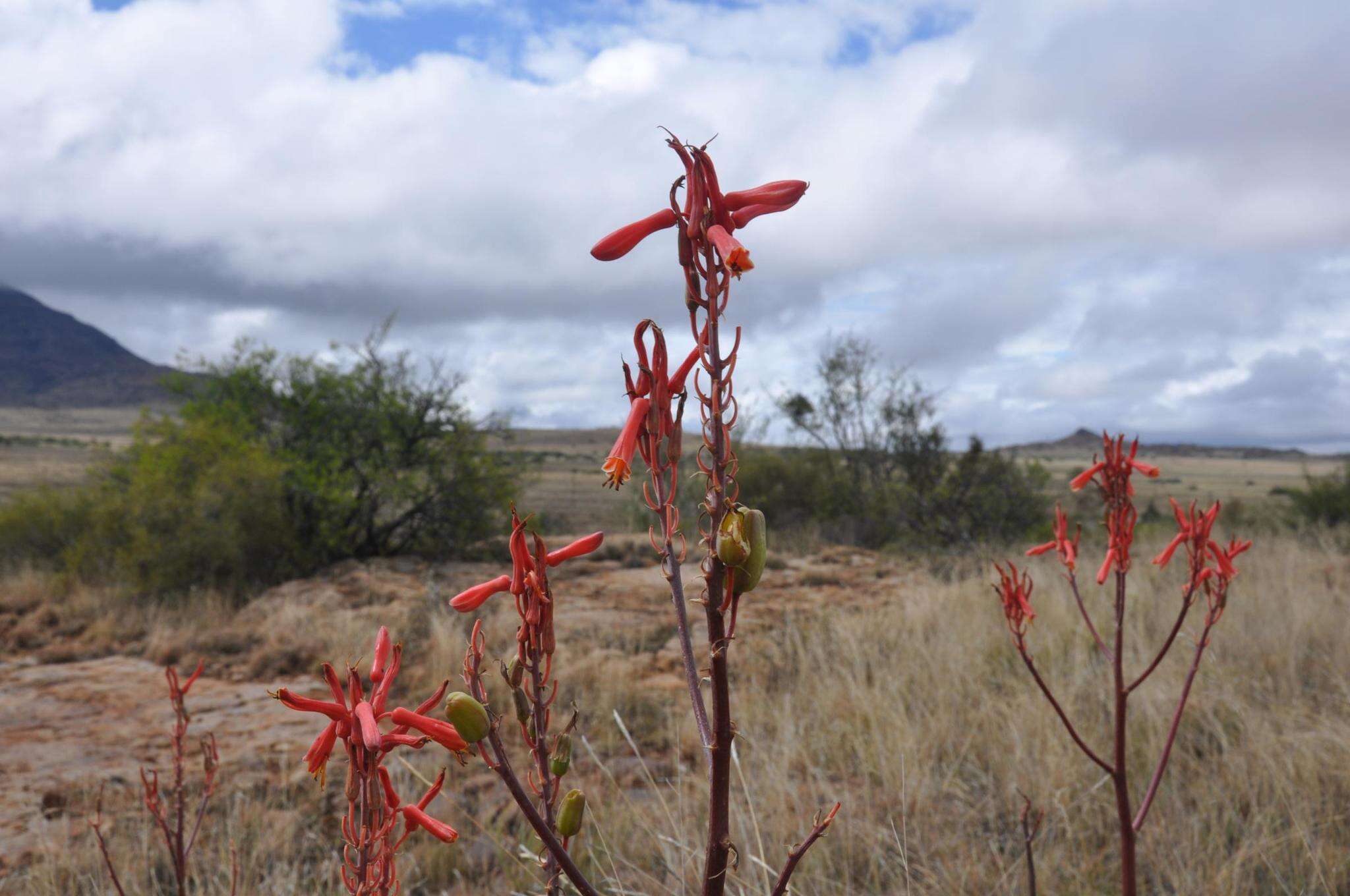 Aloe grandidentata Salm-Dyck resmi