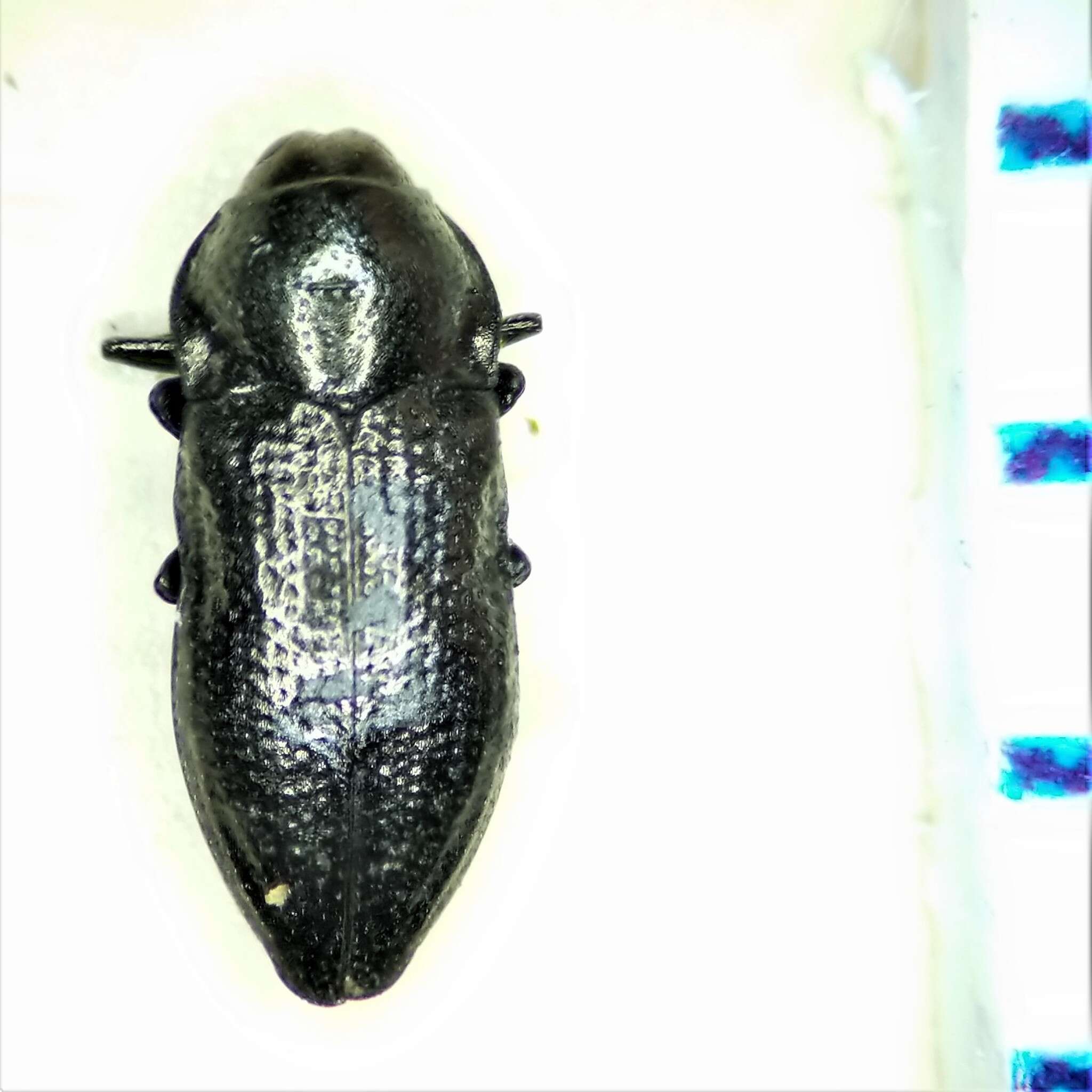 Aphanisticus cochinchinae Obenberger 1924 resmi