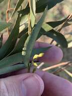 Image de Eucalyptus eugenioides Sieber ex Spreng.