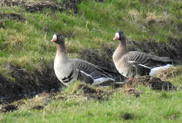 Image of Eurasian White-fronted Goose