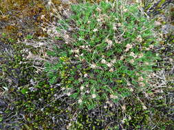 Imagem de Potentilla biflora Willd. ex Schltdl.