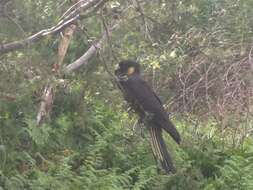 Image of Yellow-tailed Black Cockatoo