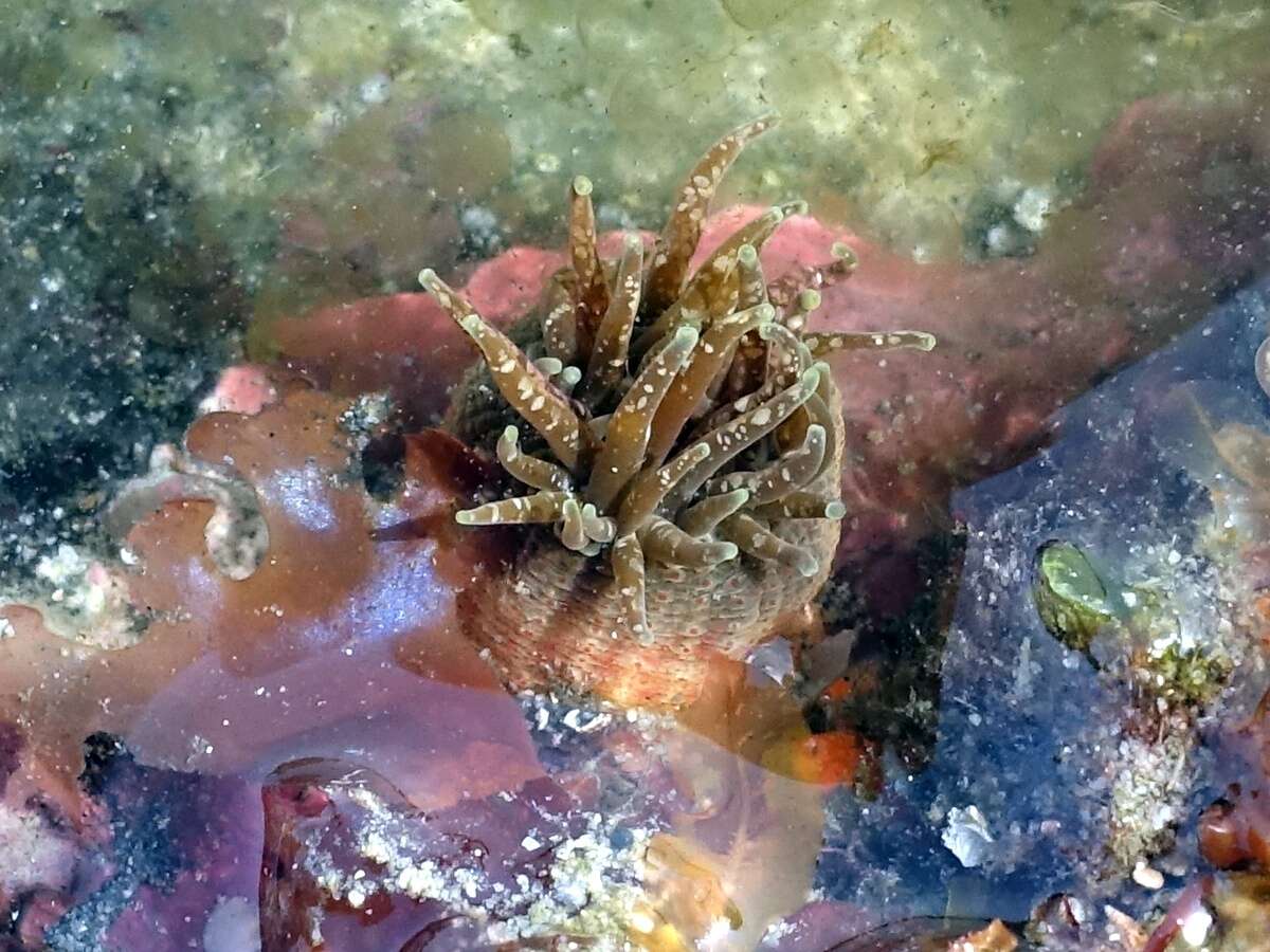 Image of red speckled anemone