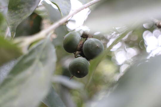 Image of Lithocarpus litseifolius (Hance) Chun