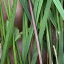 Image of Bog Wild Oat Grass