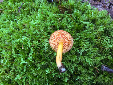 Image of Hygrocybe miniata (Fr.) P. Kumm. 1871