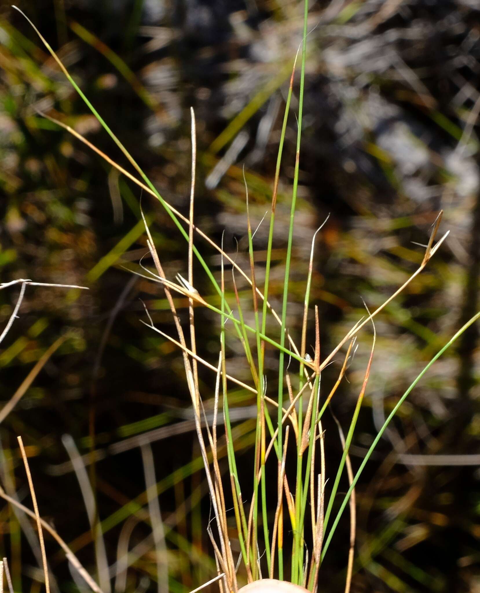 Image of Anthochortus capensis Esterh.