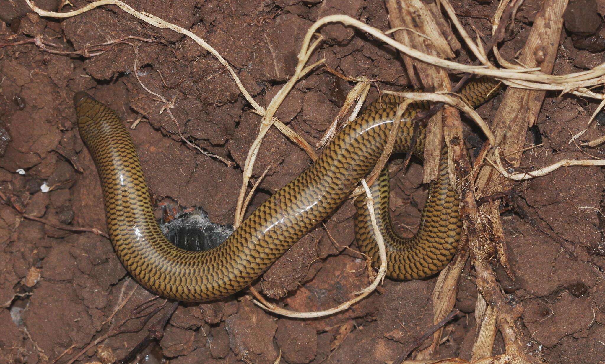 Image of Short-headed Legless Skink