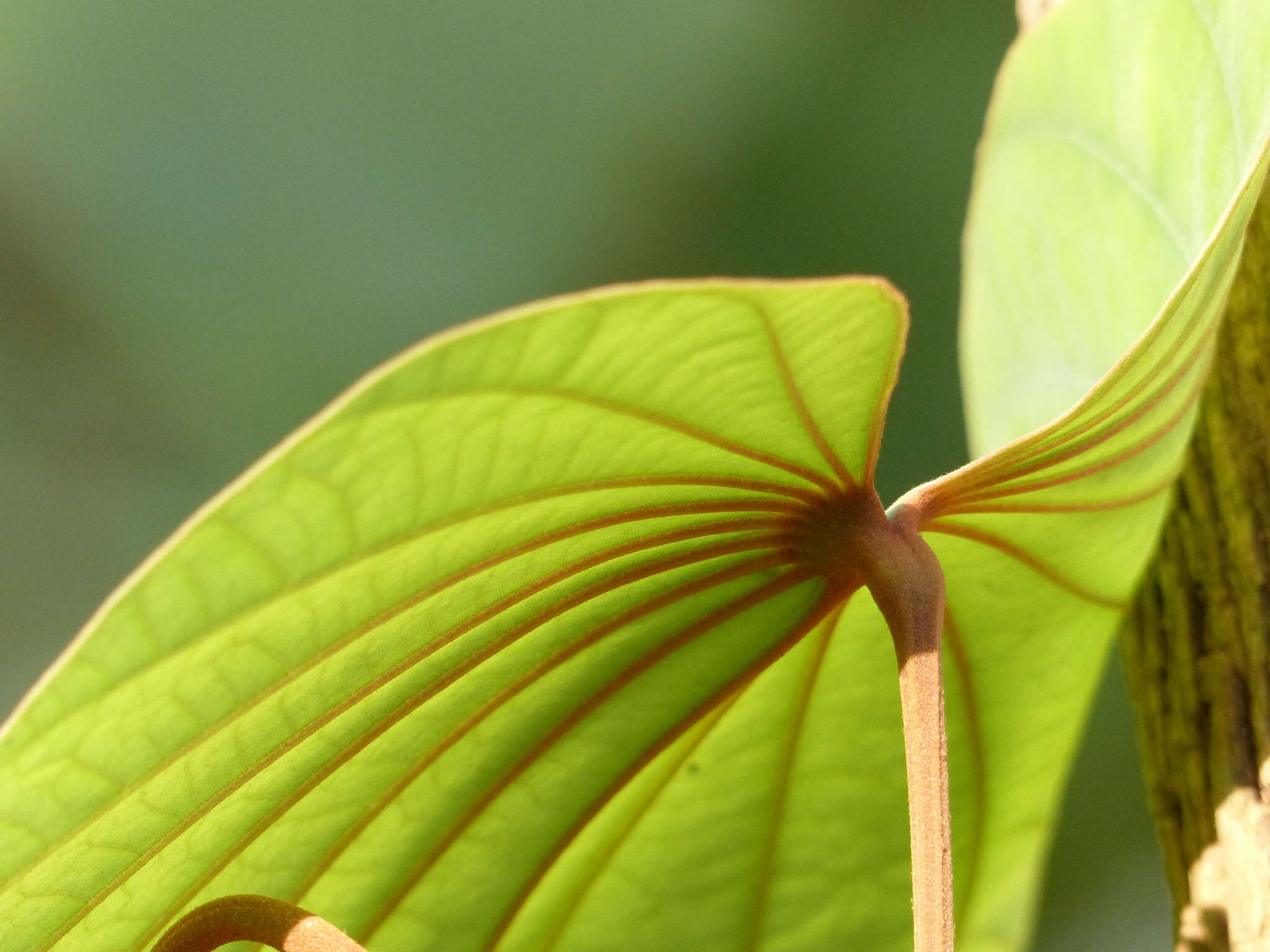 Image of Bauhinia foveolata Dalzell